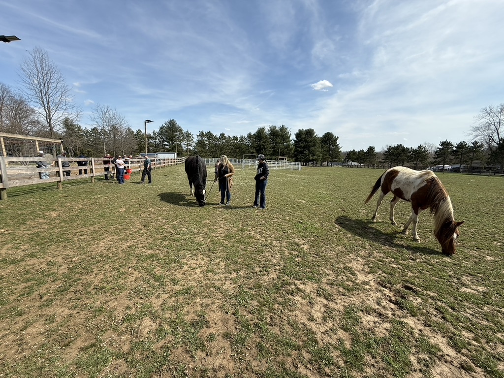 A groundwork session with a black horse while a paint pony grazes nearby.