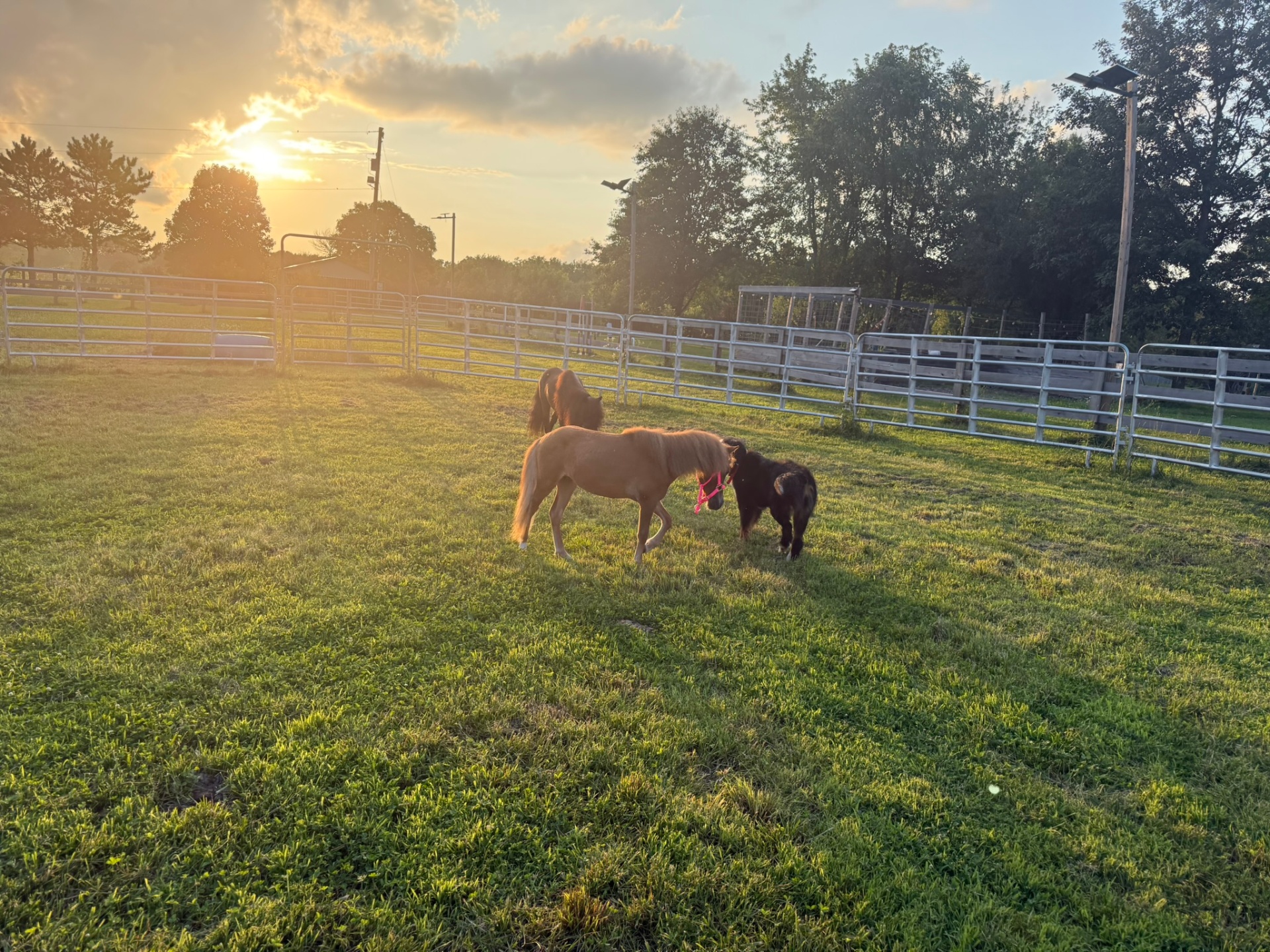 Ponies and a ranch dog grazing together as the sun sets behind the pines.
