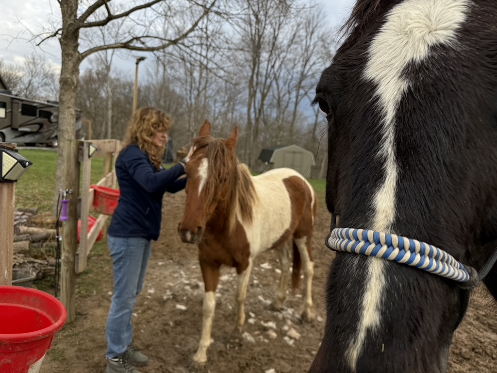 Founder with a paint pony and a black rescue horse at the paddock gate.