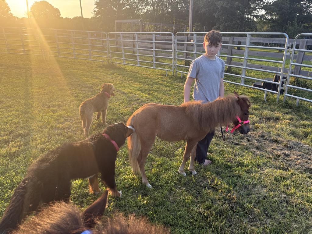 Boy standing with a pony and two ranch dogs at sunset inside the round pen.