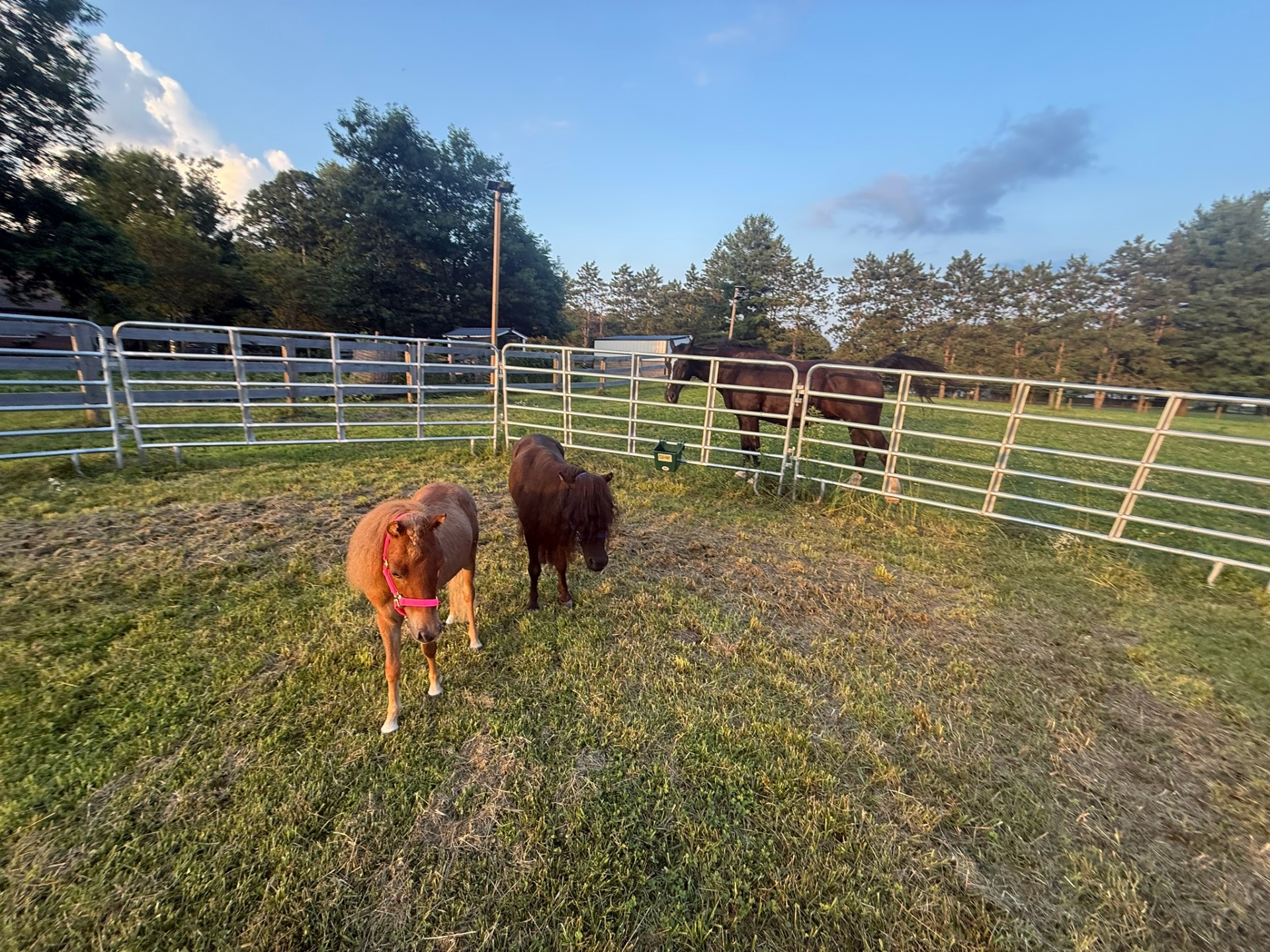 Two rescue ponies and a full-size horse sharing the paddock.