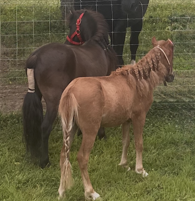 Pony B — one of the two new ponies awaiting a name.