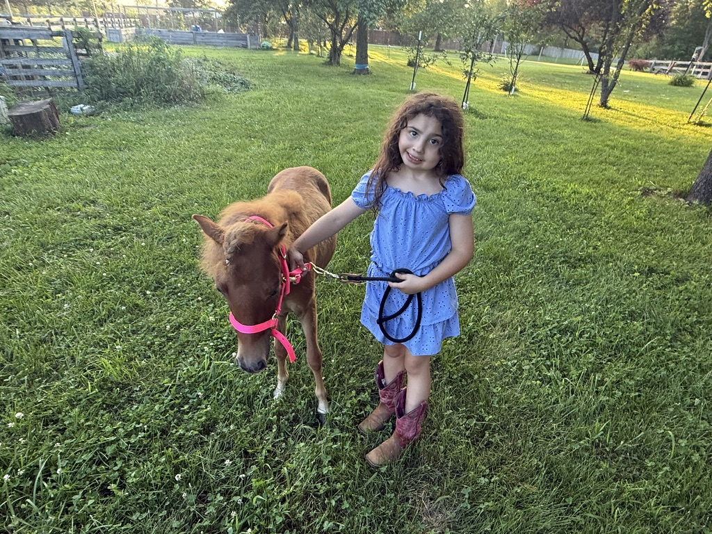 Young girl in cowboy boots leading a chestnut mini pony through the pasture.