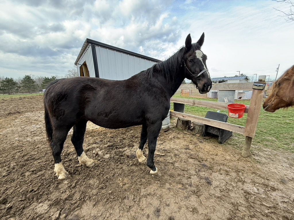 Black rescue horse standing beside the barn on a bright spring day.