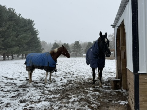 Two blanketed horses stand together outside the barn in a snowstorm.