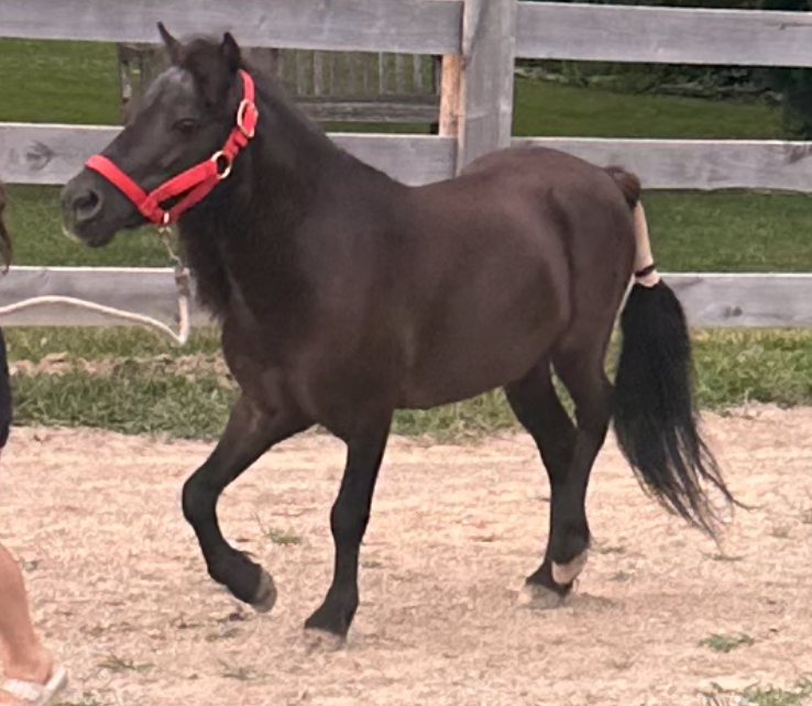 Pony A — one of the two new ponies awaiting a name.