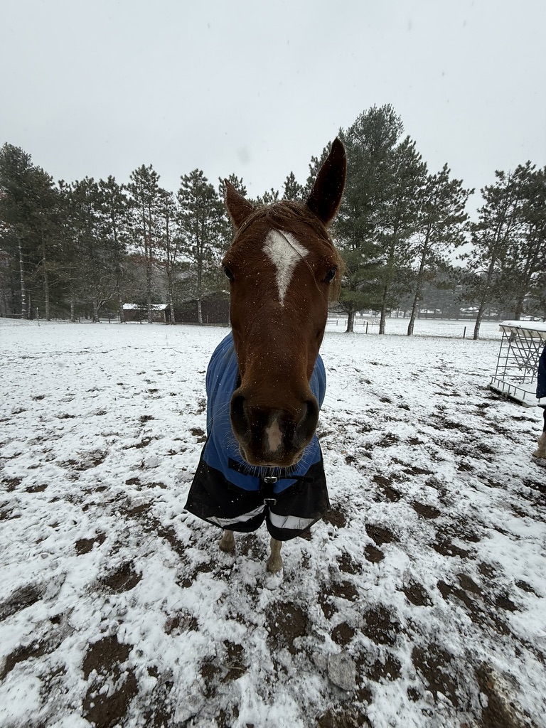 Chestnut horse in a blue winter blanket looking straight at the camera in the snow.