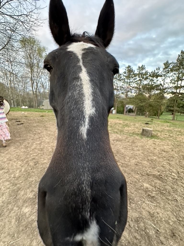 Close-up portrait of a black rescue horse with a white blaze.